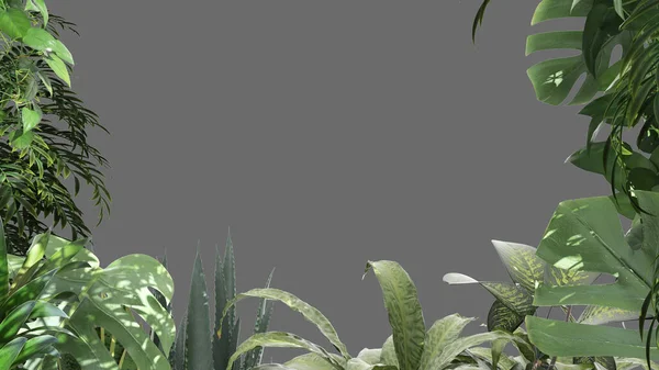 丛林框架 生物亲和力的概念理念 热带叶子 灰色背景 有复制空间 — 图库照片