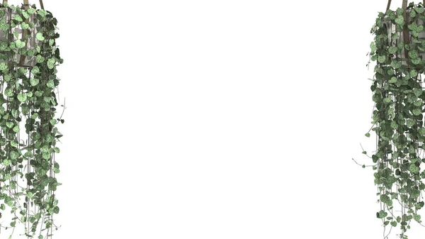 Джунглі Рамка Біофільна Концепція Тропічні Листя Ізольовані Білому Тлі Копіювальним — стокове фото