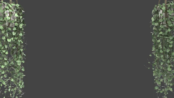 Джунглі Рамка Біофільна Концепція Тропічні Листя Ізольовані Сірому Фоні Копіювальним — стокове фото