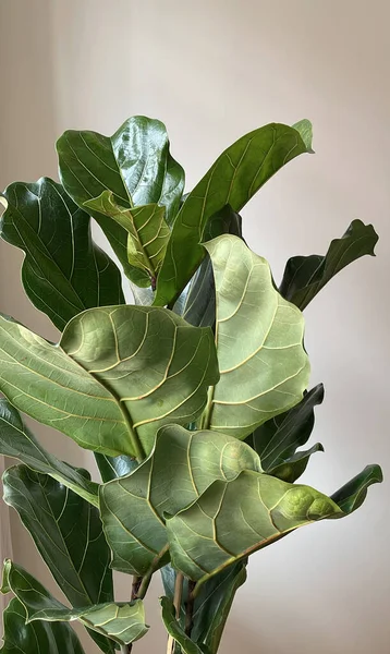 Ficus lyrata close-up. Fiddle leaf tree leaves on white background. Fresh new green leaves growing from fig tree. Houseplant