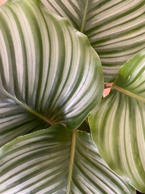 Egzotik Calathea Orbifolia, büyük çizgili yaprak. Dua Bitkisi. Ev bitkisi, yeşil arka plan, biyofili konsepti