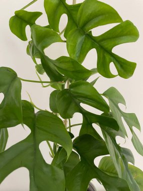 Rhaphidophora tetrasperma, Monstera Minima, Philodendron Minima beyaz arka planda. Trend tropikal ev bitkisi. Ev bitkisi, biyofili konsepti, evde bitki yetiştirme.