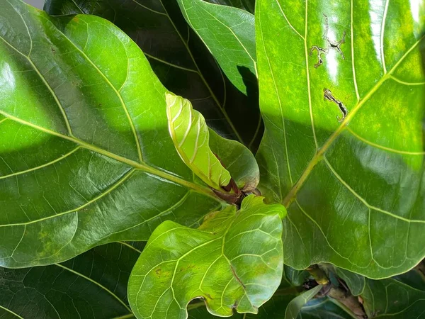 Ficus Lyrata Közelkép Hegedűlevél Levelek Friss Zöld Drágakő Fügefából Háztartási — Stock Fotó