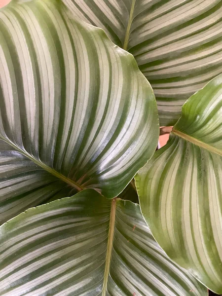 Exotic Calathea Orbifolia, large striped leaf close up. Prayer Plant. Houseplant, green background, biophilia concept