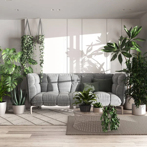Urban jungle, living room with velvet sofa in white and bleached tones. Carpets with table, parquet floor and houseplants. Home garden interior design. Love for plants concept