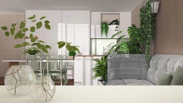 Fehér Asztali Vagy Polc Üveg Váza Hidroponikus Növény Dísz Növényi — Stock Fotó