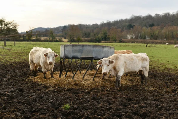Des Vaches Beiges Paissent Sur Champ Normandie France — Photo