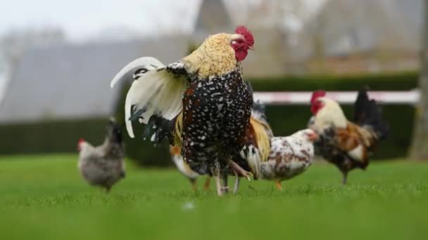 草の上の庭の黒と白の鶏 — ストック動画