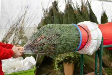 Satış elemanı kesilmiş bir Noel ağacını plastik bir ağa sardı.