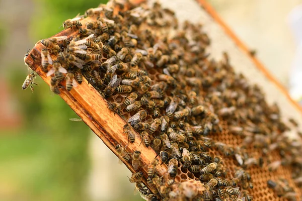 Ein Bienenstock Mit Bienen Nahaufnahme — Stockfoto