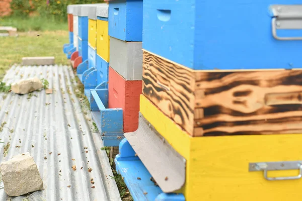 Bijen Vliegen Doos Houten Bijenkorf — Stockfoto