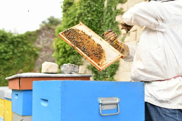 Ein Bienenstock Mit Den Bienen — Stockfoto