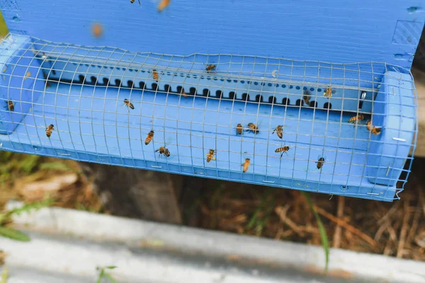 Bijen Vliegen Doos Houten Bijenkorf — Stockfoto