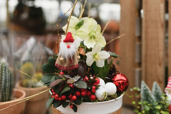 Composición Navideña Con Las Plantas Para Navidad — Foto de Stock