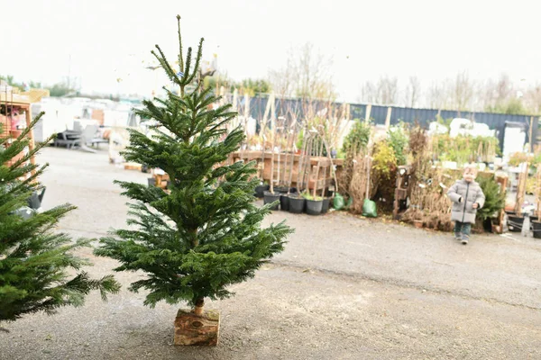 Χριστουγεννιάτικα Δέντρα Προς Πώληση Μια Αγορά — Φωτογραφία Αρχείου
