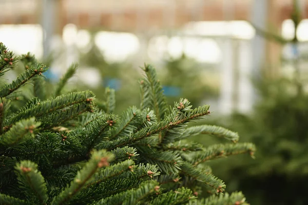 Weihnachtsbäume Zum Verkauf Auf Einem Markt — Stockfoto