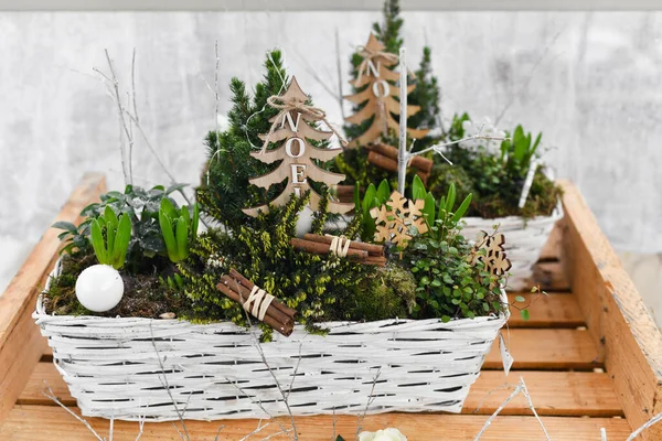 Kerstcompositie Met Hyacinten Voor Kerstmis — Stockfoto