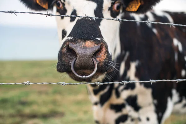 Vache Tachetée Derrière Fil Barbelé Avec Nez Percé Normandie France — Photo