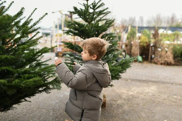 少年は市場でクリスマスツリーを選ぶ — ストック写真