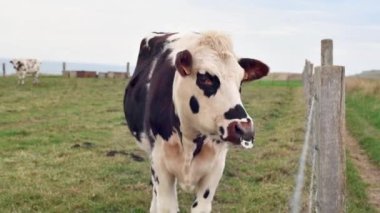 Fransa, Normandiya 'da burnu delinmiş benekli bir inek.