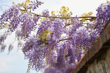 İlkbaharda açan mor salkımlar