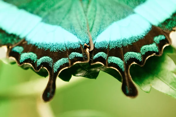 Batterfly Tropical Esmeralda Engolir Borboleta Cauda — Fotografia de Stock