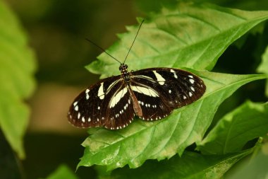 Bitki üzerinde siyah beyaz kelebek