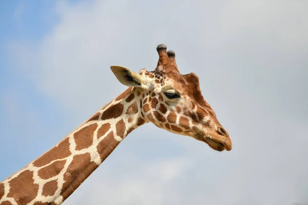 Giraffenkopf Blauem Himmel Stockfoto