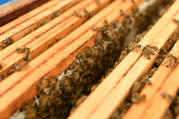 Ein Bienenstock Mit Bienen Nahaufnahme — Stockfoto