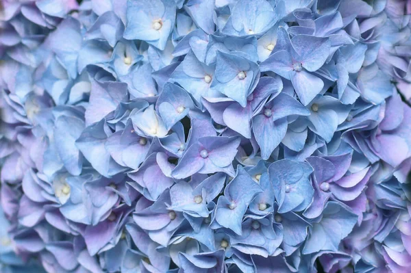 Фон Голубой Гортензии Цветы Гортензия — стоковое фото