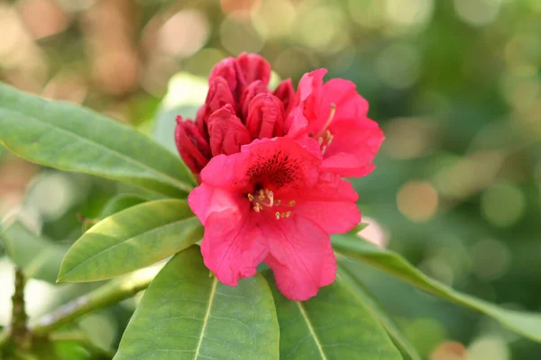 Rododendron Kvetoucí Květiny Jarní Zahradě — Stock fotografie