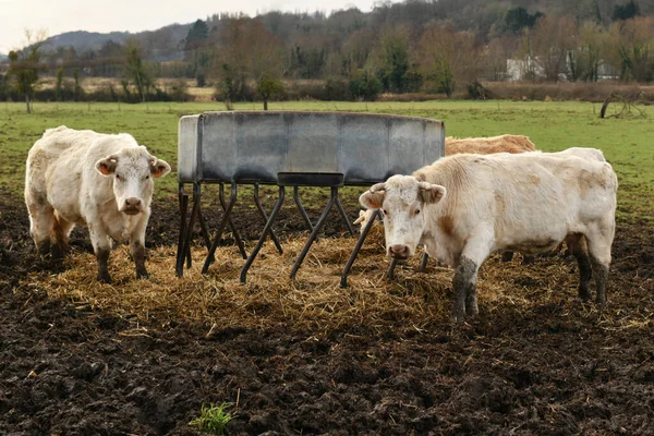 Vacas Bege Pastam Campo Normandia França — Fotografia de Stock