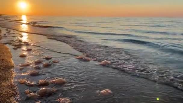 Grandes Medusas Lavadas Orilla Del Mar Azov Desastre Ambiental — Vídeos de Stock