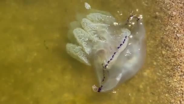大きなクラゲがアゾフ海岸で洗い流された 環境災害 — ストック動画