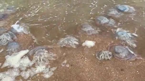 Ubur Ubur Besar Terdampar Pantai Laut Azov Bencana Lingkungan — Stok Video