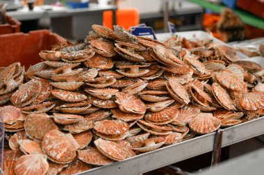 Dieppe Fransa 'daki deniz ürünleri pazarında taze Fransız deniz tarakları.