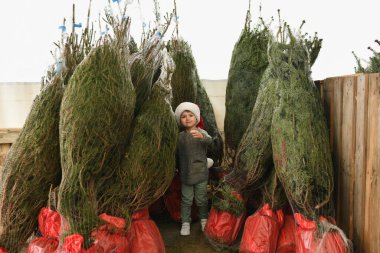 Bir çocuk bir dükkanda noel ağacı seçer.