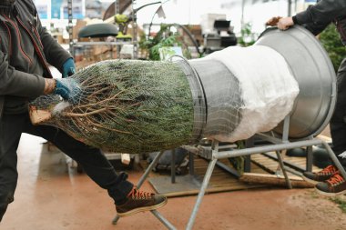 Satış elemanı kesilmiş bir Noel ağacını plastik bir ağa sardı.