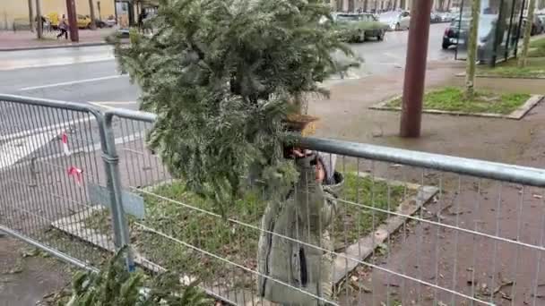 Παιδιά Πετάνε Χρησιμοποιημένο Χριστουγεννιάτικο Δέντρο Στα Σκουπίδια Για Ανακύκλωση — Αρχείο Βίντεο