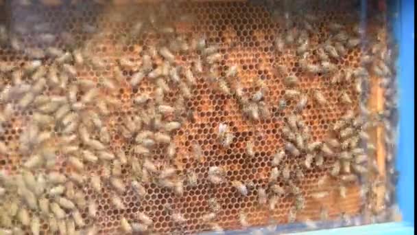 Včelami Zavřít — Stock video