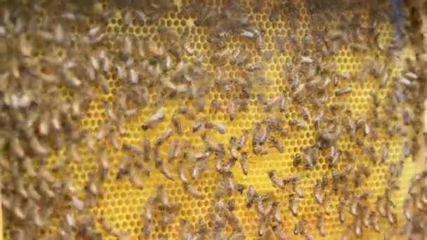 Včelami Zavřít — Stock video