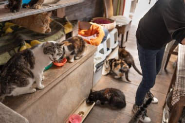 Bir grup sokak kedisi barınakta kedi maması yiyor.