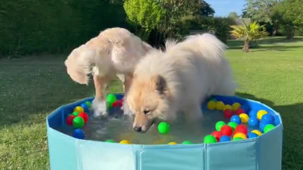 Labrador Eurasier Brincando Uma Piscina Com Bolas Jardim — Vídeo de Stock
