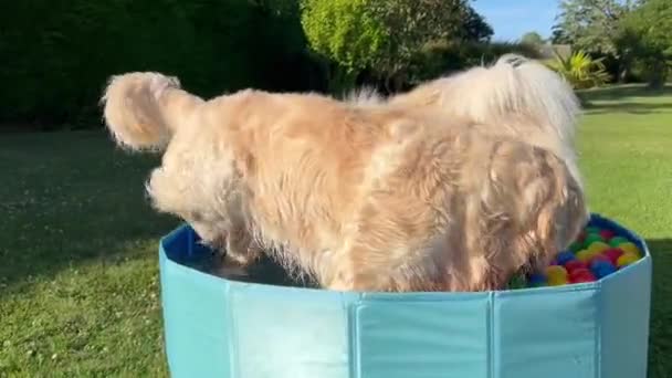 Labrador Eurasier Playing Pool Balls Garden — Stock Video