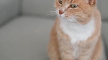 Kanepede oturan tembel kızıl kedi.