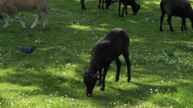 Bir kuzu çayırda otlayarak yeşil çimen yer.
