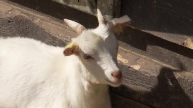 Köydeki bir çiftlikte kulağında etiket olan beyaz keçi.
