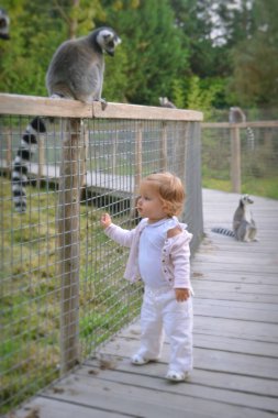 Hayvanat bahçesinde bir kız bir lemur kuyruğunun dokunmak ister. Ring-Tailed Maki