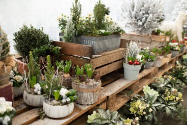 Noel için saksılarda Noel kompozisyonu