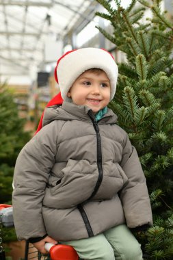 El arabasında küçük bir çocuk dükkanda bir Noel ağacı seçiyor..